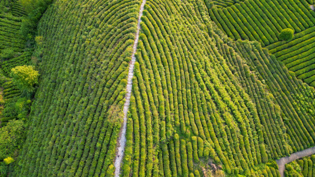 茶山棧道
