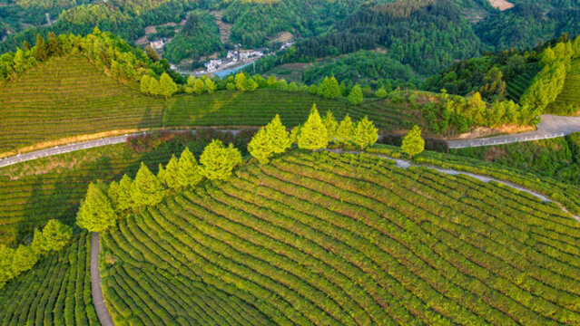 航拍茶園茶山