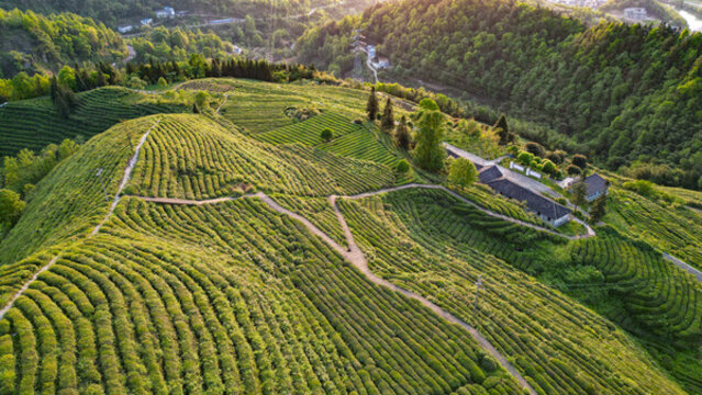 航拍茶園茶山