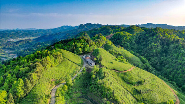 茶山梯田