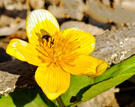 野黃花