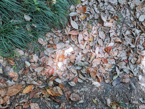 枯樹(shù)葉與綠植的完美配合