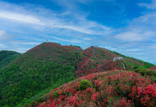 江西萍鄉(xiāng)廣寒寨杜鵑花