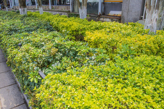 鼓浪嶼人行的植物綠化帶