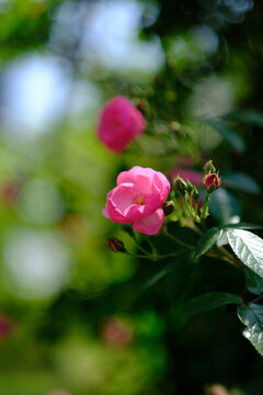 粉色薔薇花