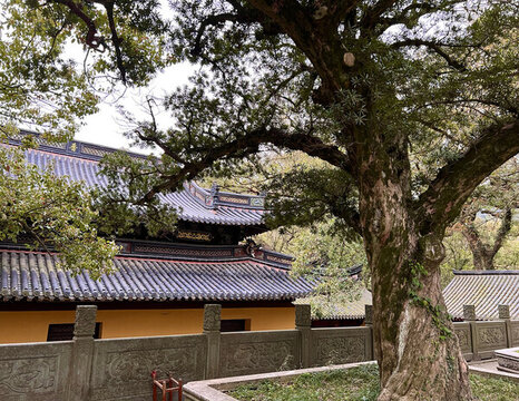 普陀山法雨寺
