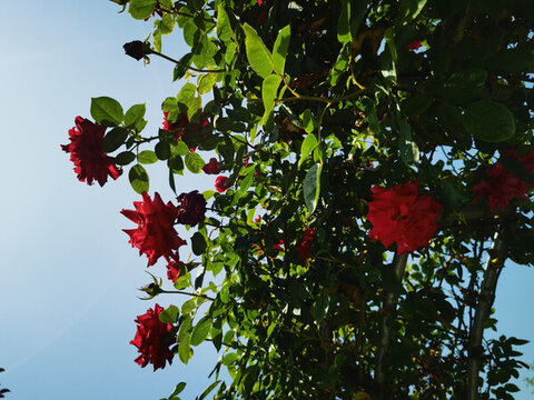 月季花