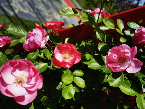 月季花