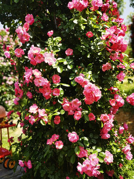月季花