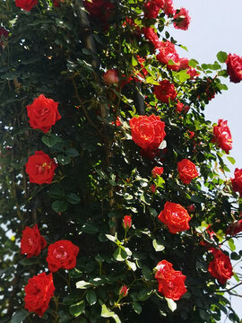 月季花