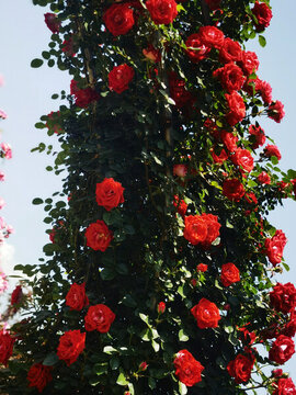 月季花