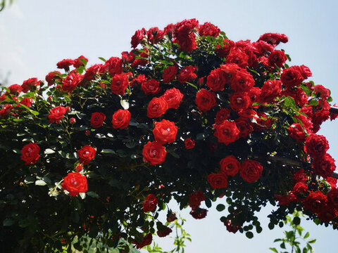 月季花