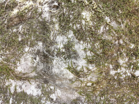 青苔自然石頭紋理