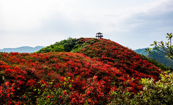 江西萍鄉(xiāng)廣寒寨杜鵑花