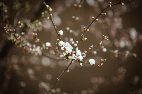 櫻花