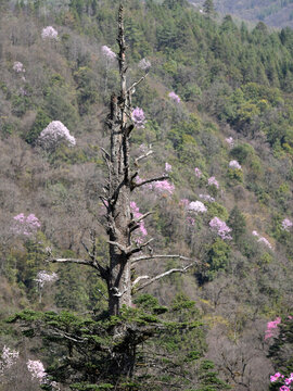 美姑縣大風(fēng)頂古樹(shù)與鮮花