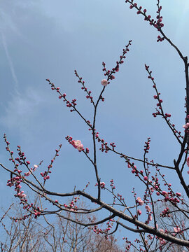 梅花