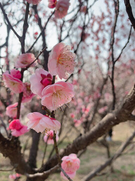 梅花