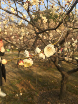 梅花