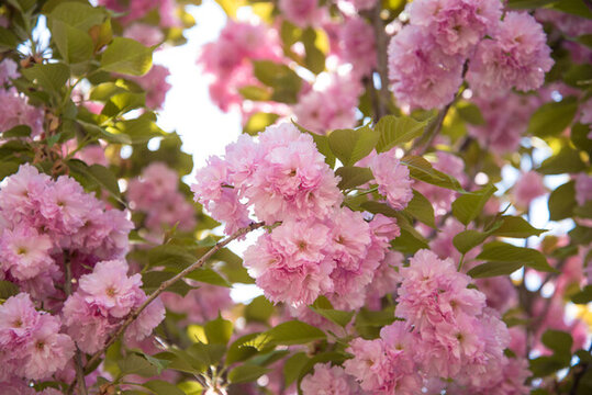 盛開的關(guān)山櫻花