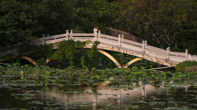 洪湖公園拱橋水倒影