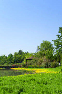 公園草坪河邊池塘草地