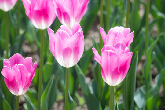 西安興慶宮公園郁金香