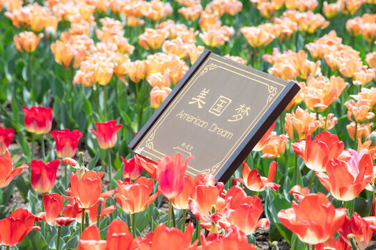 西安興慶宮公園郁金香