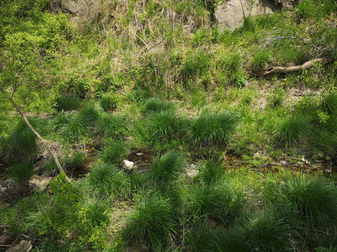 山澗溪流