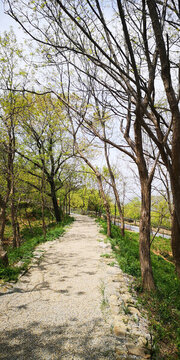 林間小路