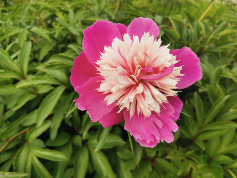 芍藥花