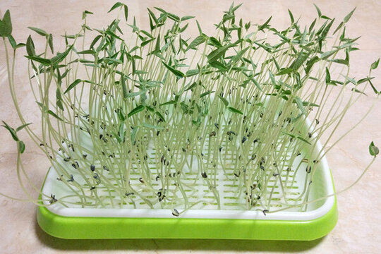 泡發(fā)綠豆芽
