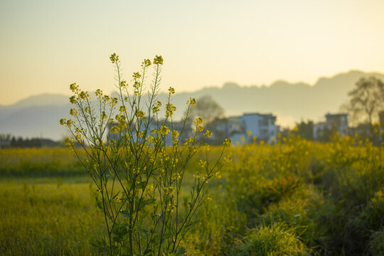 徽派古村古建筑馬頭墻晨曦