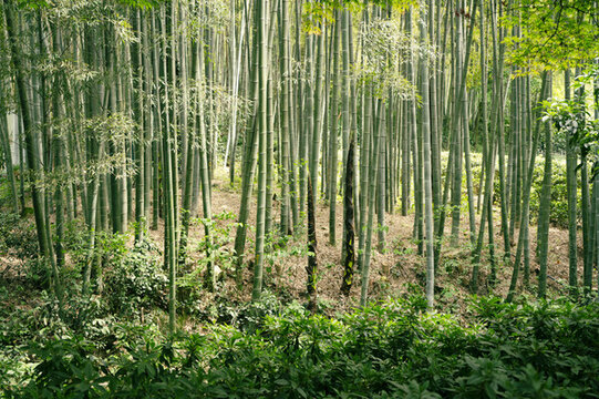 杭州寶石山風(fēng)景區(qū)