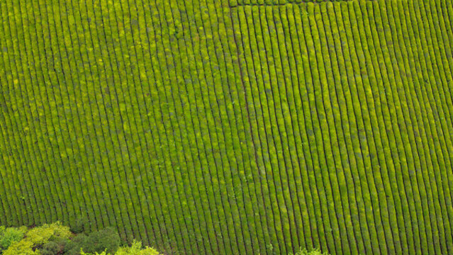 中國(guó)茶海景區(qū)