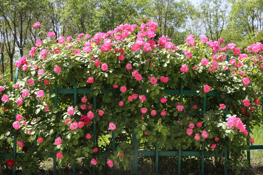 月季花