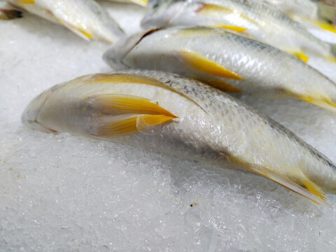 小黃花魚
