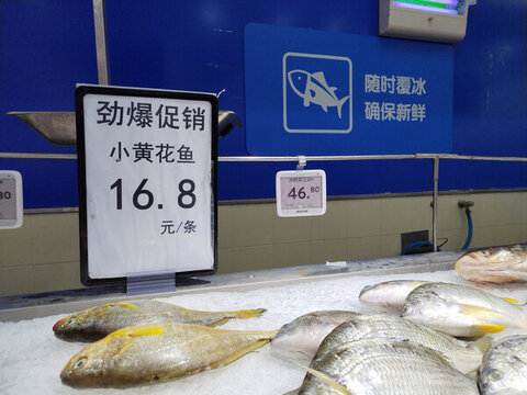 小黃花魚(yú)
