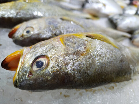 小黃花魚