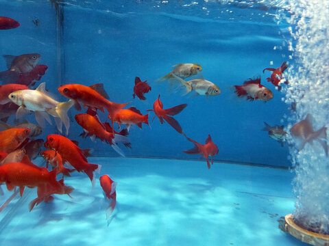 小金魚