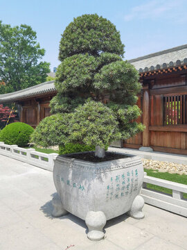 五針?biāo)膳杈? style=