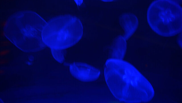 水母