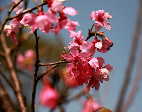 桃花