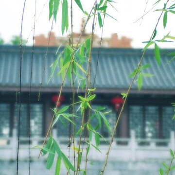 柳葉