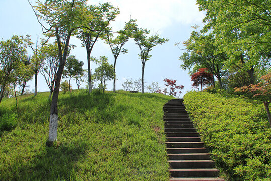 綠蔭小道