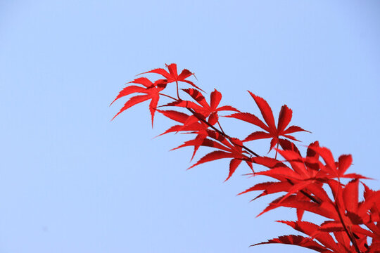 紅楓
