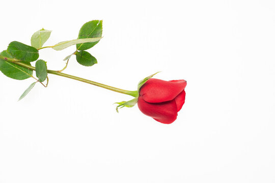 女神節(jié)鮮花