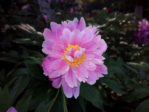 芍藥