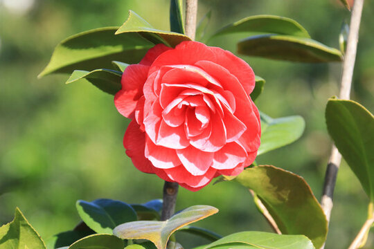 山茶花