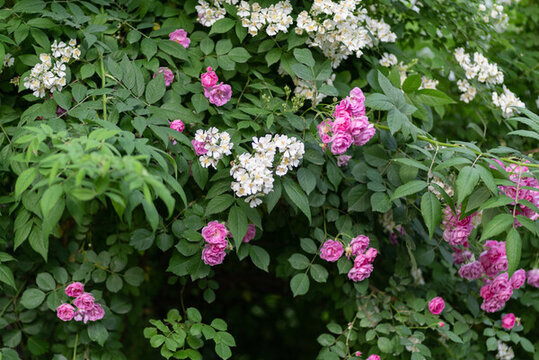 盛開的薔薇花掛滿枝頭